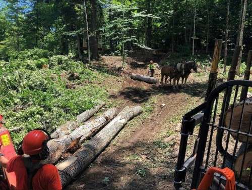 Horse logging