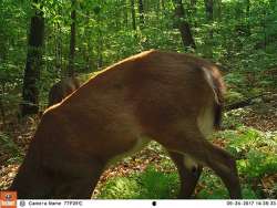 Whitetail Behavior and Physiology Photo: Northern Woodlands