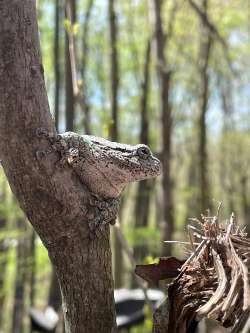 Tree frog Photo: Annie Maloney