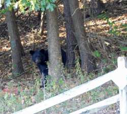 Bear Photo: Bonnie Honaberger