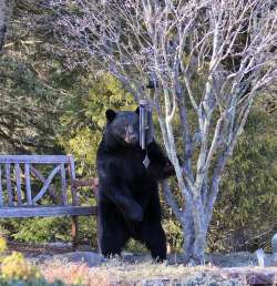 Bear Photo: Marion Simao