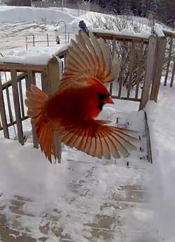 Bird on camera Photo: Robin Bonser