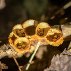 Birds Nest Fungus Photo: AM Dannis