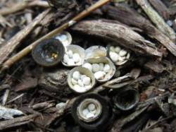 7_birds_nest_fungus.jpg