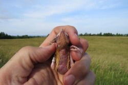 Bobolink tag Photo: Allan Strong