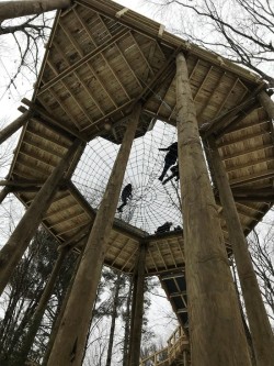 Canopy VINS Photo: Jill Herrick-Lee