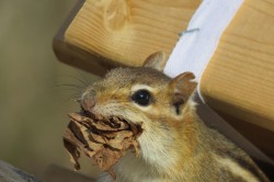 April Chipmunk Photo: Jennifer Edmondson