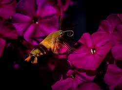 Clearwing moth Photo: Larry Litke