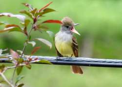 Crested flycatcher Photo: Karinne Heise