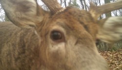 Deer Close Up Photo: Bonnie Honaberger