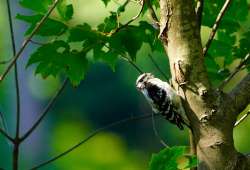 Downy woodpecker Photo: John Ranta