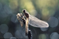 Dragonfly Photo: Barry Wicklow