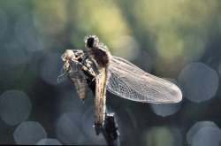 Dragonfly Photo: Barry Wicklow