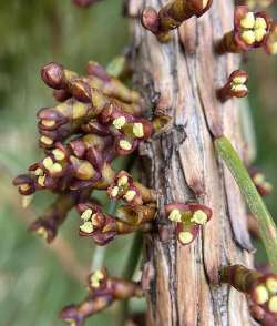 Dwarf mistletoe Photo: Kirk Gentalen