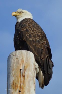 7_eagle_in_enfield_018_2_web.jpg