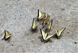 Eastern Tiger Swallowtail Photo: Ed Baum