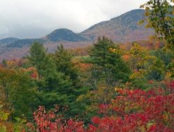 Foliage Photo: Sheri Larsen