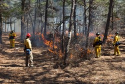 Prescribed Fire Photo: Joel R. Carlson