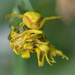 Flower Crab Spider Photo: AM Dannis