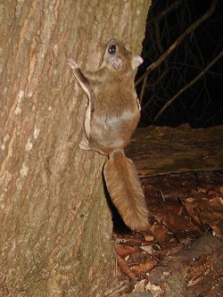 7_flying_squirrel_2.jpg