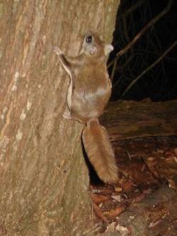 7_flying_squirrel_2.jpg