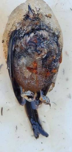 Frozen Bird Photo: Sue Lichty