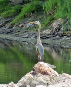 7_great_blue_heron_may.jpg