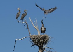 Landing Lessons Photo: Ron Logan