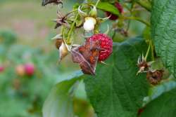 Herald moth Photo: Stephen Fox