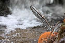 Ice branch Photo: Eric D'Aleo