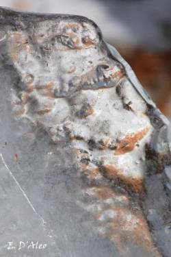 Ice forest Photo: Eric D'Aleo