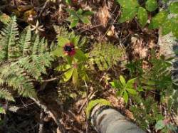 Indian Cucumber Photo: Hannah McGhee