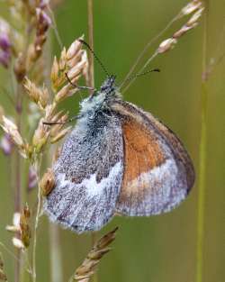 Butterfly Photo: Amy Earl