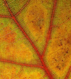 Leaf transition Photo: Frank Kaczmarek