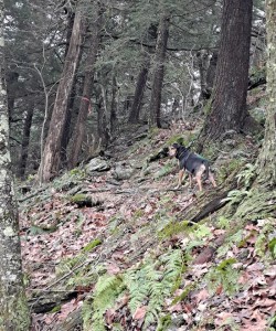 Lenox Mountain Photo: Clare Lise Kelly