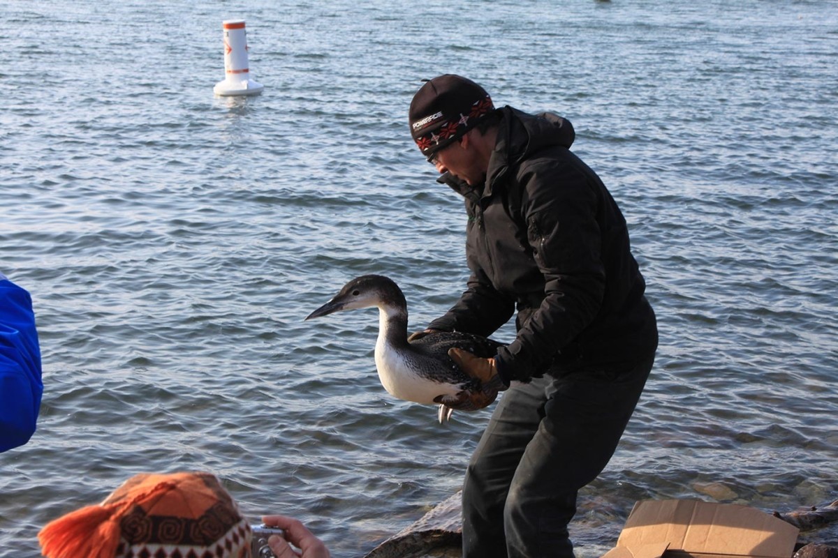 Rescuing Iced-In Loons