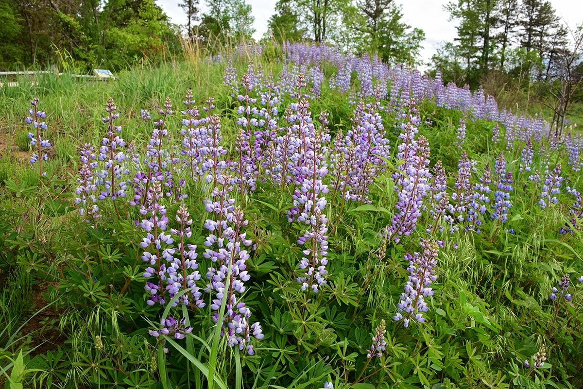 Albany Pine Bush: Gift of the Glaciers