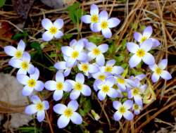 Bluets Photo: Frank Kaczmarek