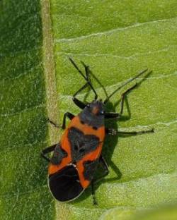Milkweed bug Photo: Ross Lanius