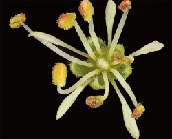 Photographer's Notebook: Tree and Shrub Flowers Photo: Jerry Jenkins