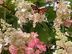 Monarch Photo: Andrew Nemethy