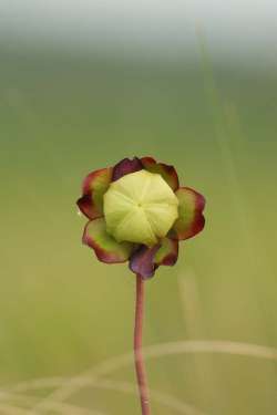 Pitcher Plant Photo: Paula Jean Schlax