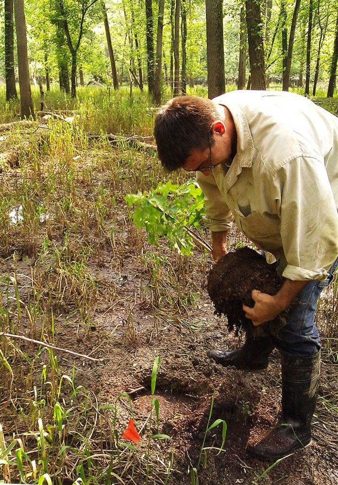 7_planting_pin_oak.jpg