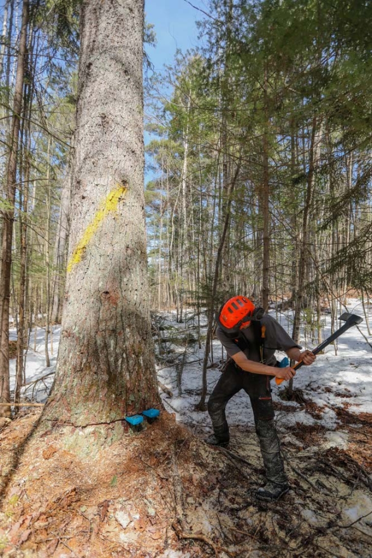 Harvesting Timber in the Adirondacks