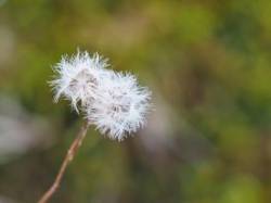 Pussytoes Photo: Ross Lanius