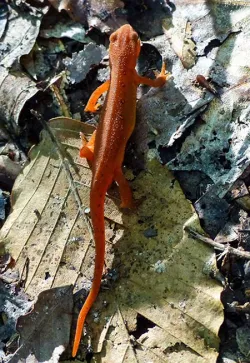 7_red_eft_crawling_sm.jpg