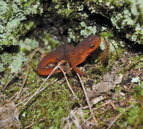 Red eft