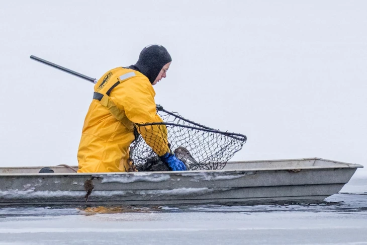 Loon rescue