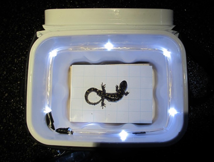 Salamander lightbox
