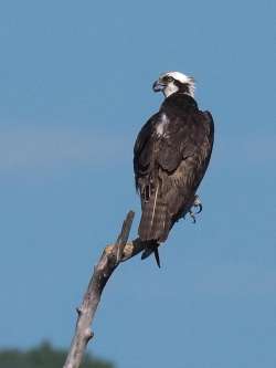 Osprey Photo: Charlie Schwarz